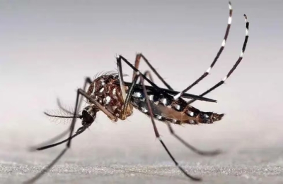 Se confirma la circulación de dengue en la región