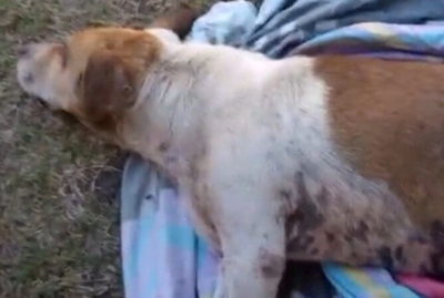 Vecinos de zona norte de Rosario acusan a un remisero de atropellar a una perra y abandonarla