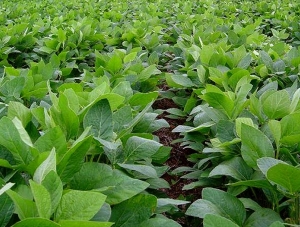 La soja sigue batiendo récords y supera los U$S 630 la tonelada 