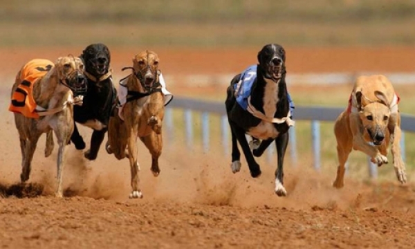 Tratan prohibición de #carrerasdegalgos en medio de amenazas