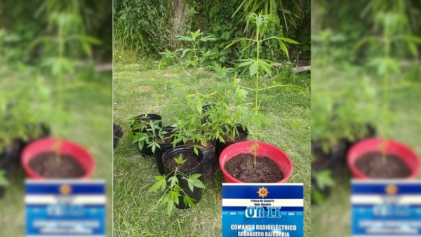 Detienen a un joven con seis plantas de marihuana