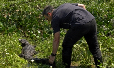 Liberaron en Reconquista a un yacaré negro rescatado en la laguna Setúbal