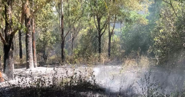 Se incendió parte del bosque de Celulosa
