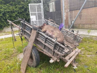 Dos pibes quedaron detenidos por matar y robar un cerdo