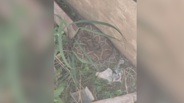 Rescataron una yarará de la cruz en el Complejo Tifón