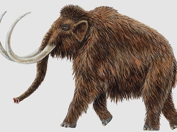 Hallan en Rusia un mamut que podría ser clonado