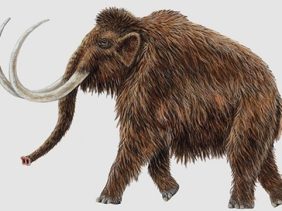 Hallan en Rusia un mamut que podría ser clonado