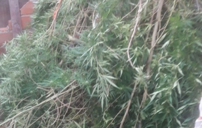 Hallan en una casa plantas de marihuana