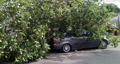 Un árbol cayó sobre un auto por causa de los fuertes vientos