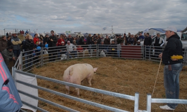 La mejor genética en cerdos se exhibirá en AgroActiva