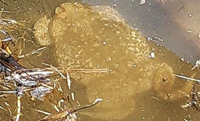 El súper sapo hallado en Camino Muerto, pertenece a una de las especies más venenosas del mundo