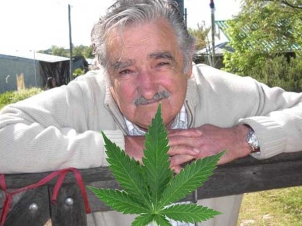 Marihuana uruguaya será de “alta calidad”