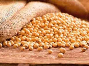 La soja batió récords en Chicago y en Rosario hubo ofertas a $ 2.000