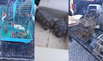 Encuentran aves autóctonas y tortugas terrestres en un comercio de Martín Fierro