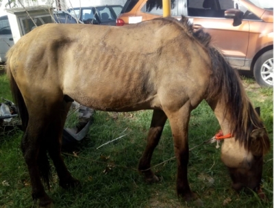 Hombre quedó demorado por el presunto robo de un caballo