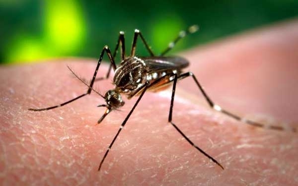 Confirmado: Otro caso de dengue en la región, ahora en San Lorenzo