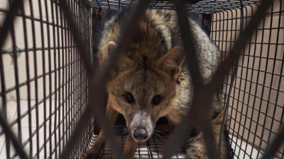 Rescataron un zorro gris que se había refugiado en el patio de una vivienda