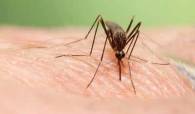 Más 30 contagios por dengue en la ciudad