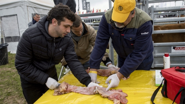 Acción ganadero, con el dinamismo de siempre en AgroActiva Virtual