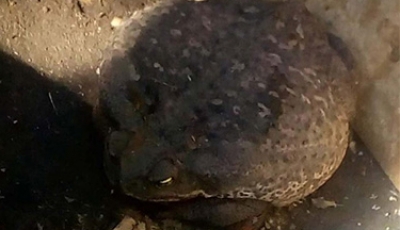 Un sapo gigante ingresó en un hogar de Camino Muerto