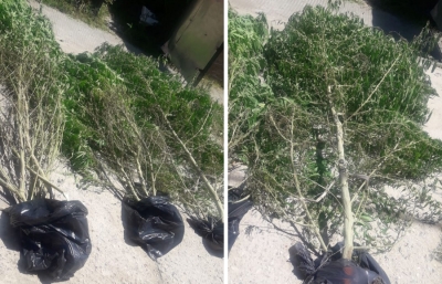 Hallan una veintena de plantas de marihuana en una casa de barrio Correo